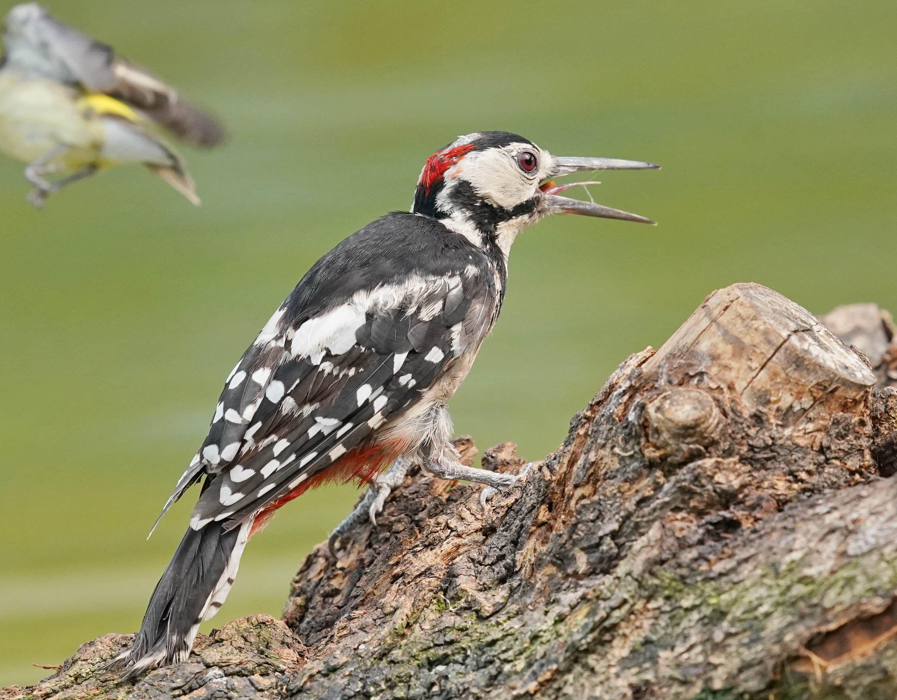 黑啄木鸟的智慧-国际环保在线