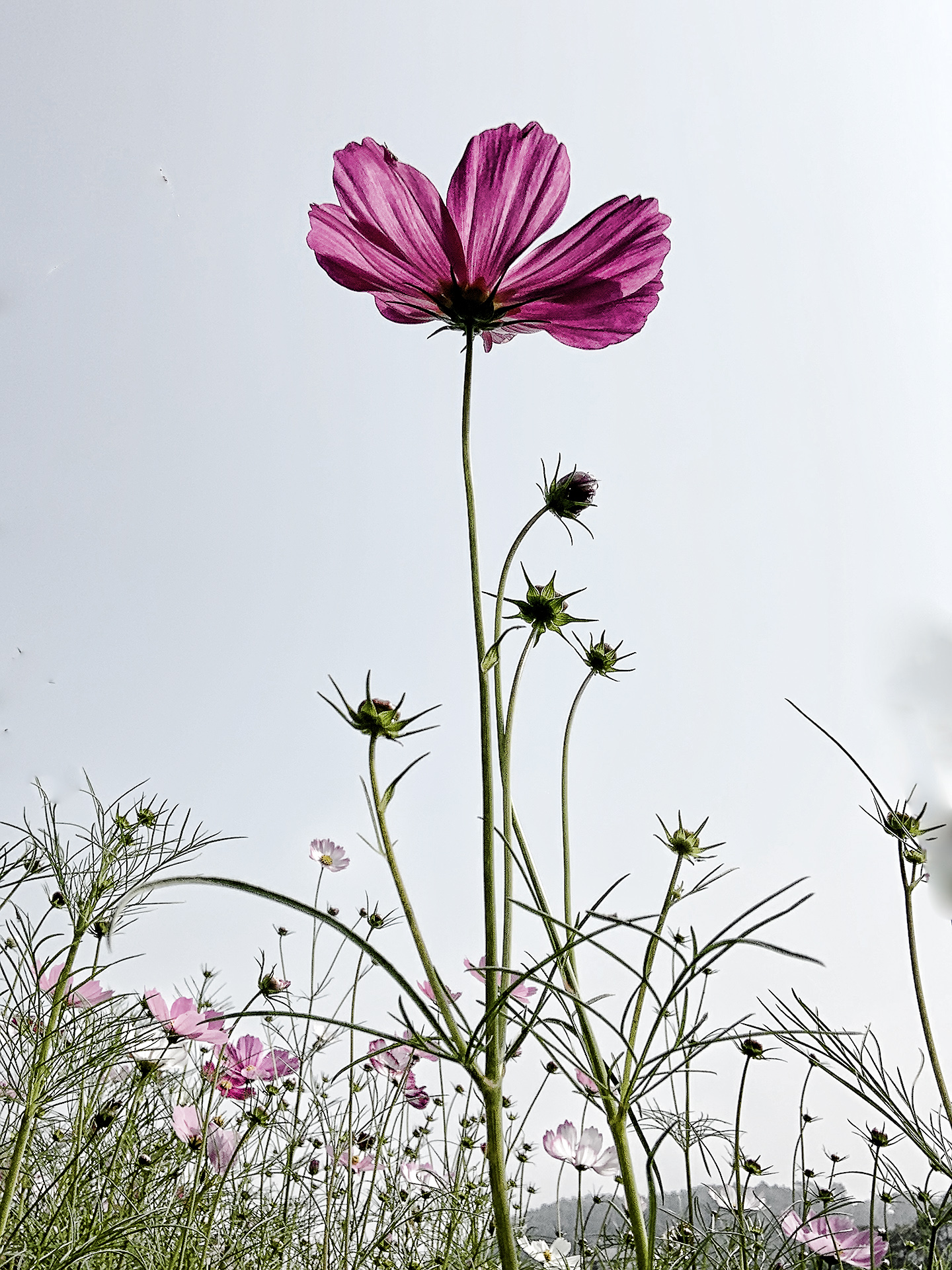 格桑花