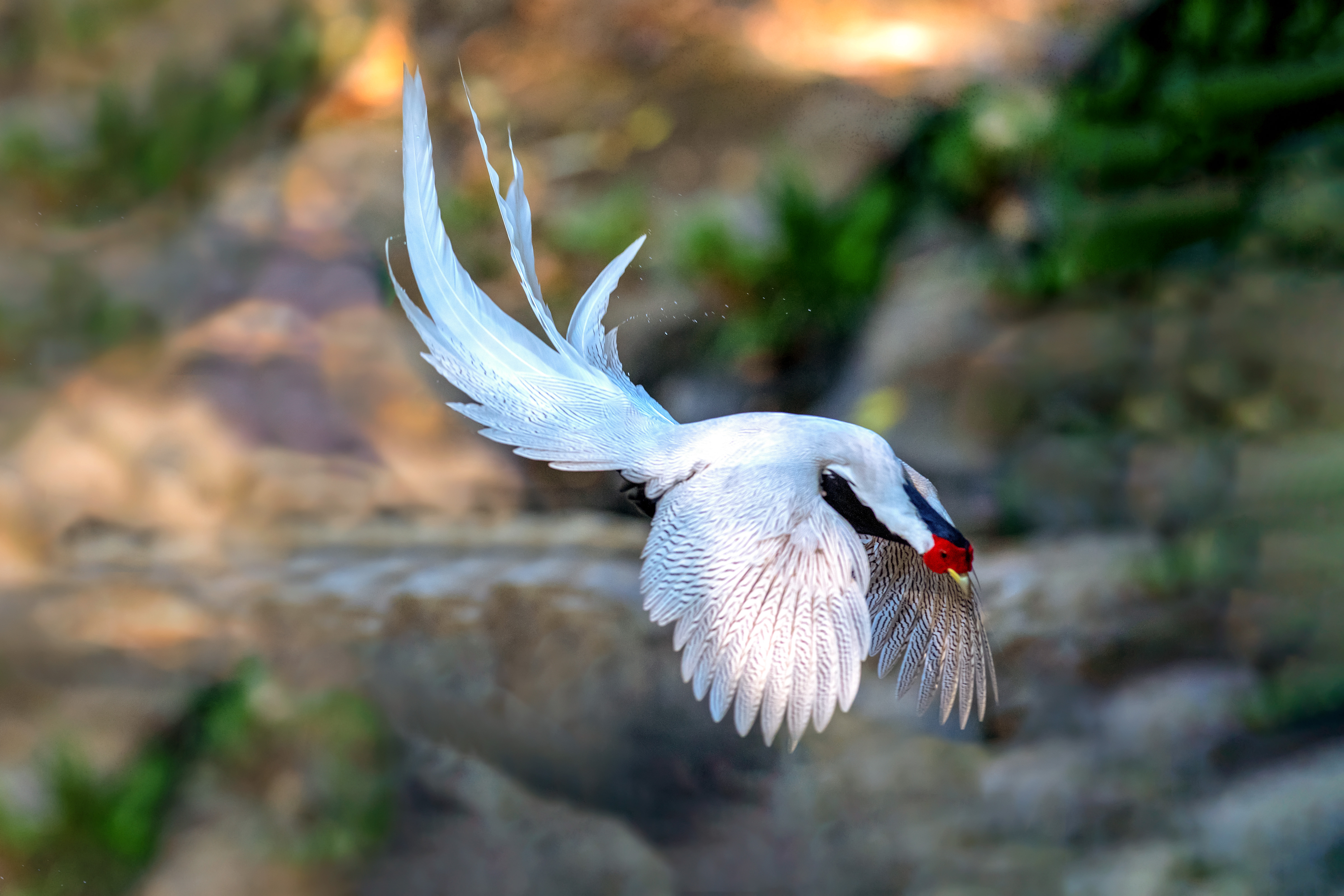 白鹇幼鸟图片图片