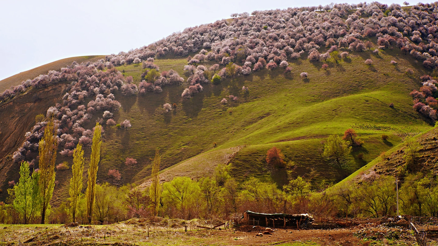新疆伊犁杏花谷迎来了最美季节 各地游客慕名而来
