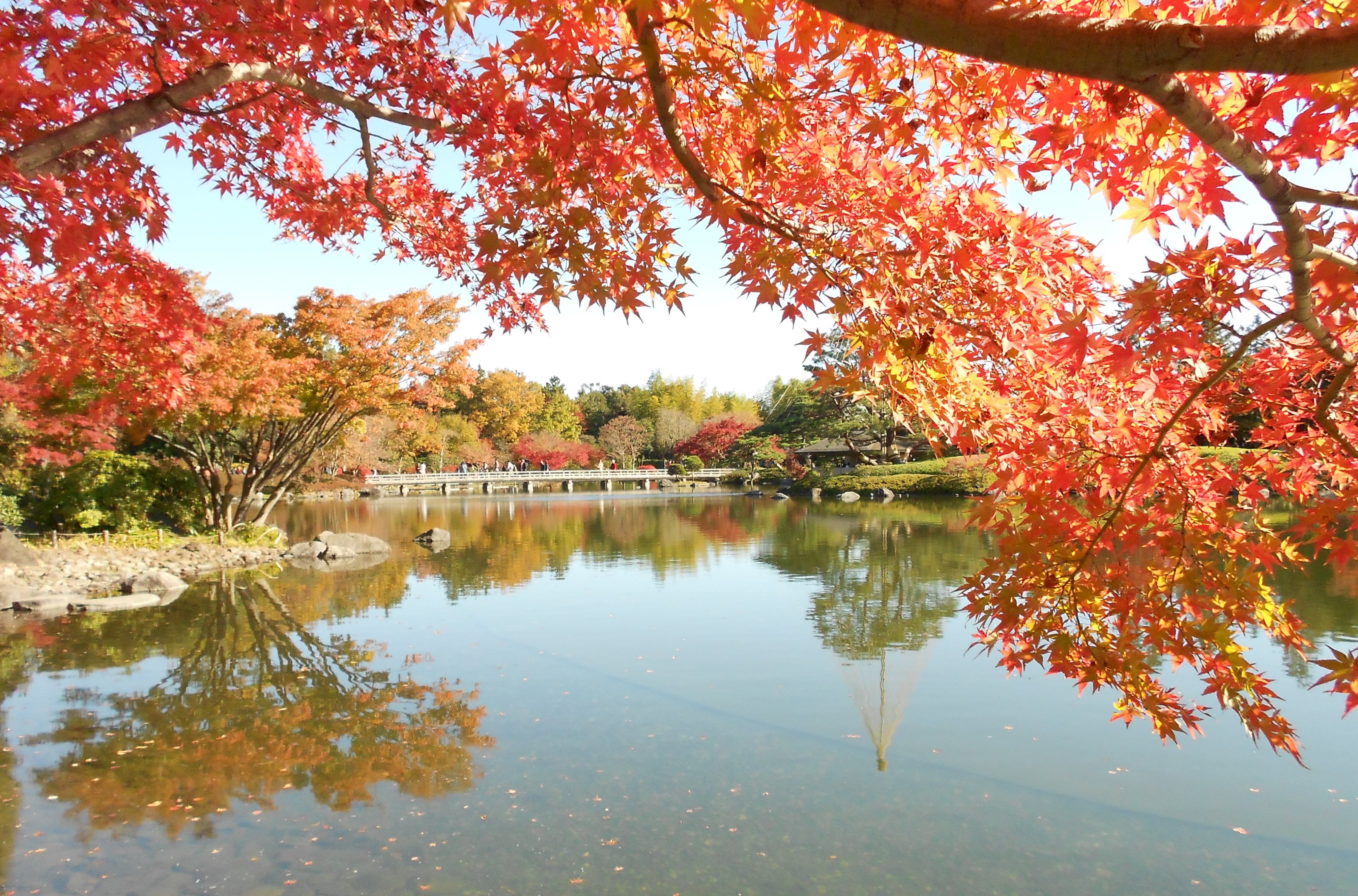 秋日的公园（东京都-1）