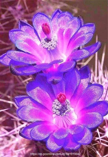 难得一见的花！（二）