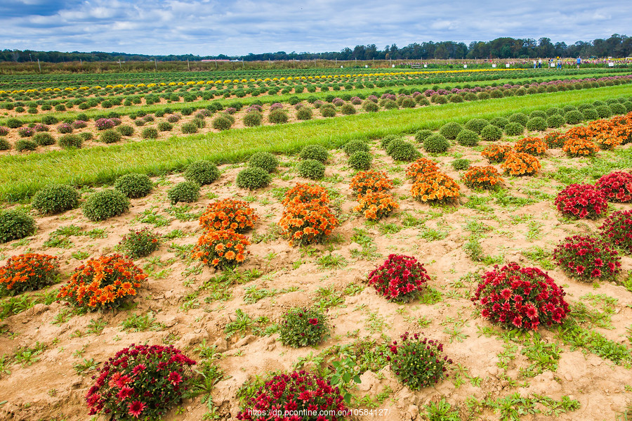 ũ(Holland Ridge Farms, NJ)Ӱȵ