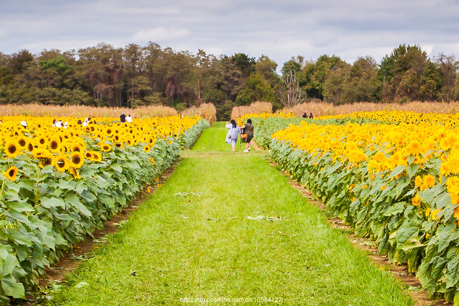 ũ(Holland Ridge Farms, NJ)Ӱȵ