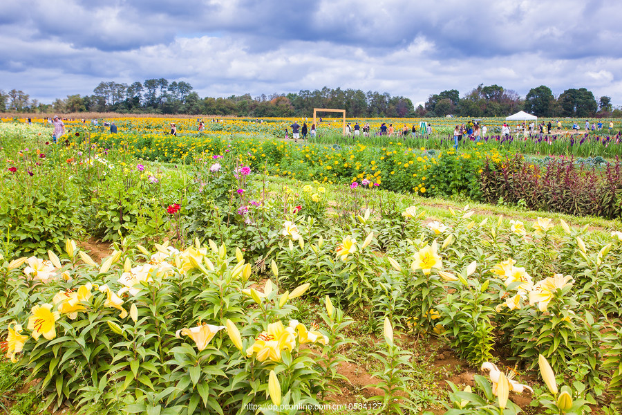 ũ(Holland Ridge Farms, NJ)Ӱȵ