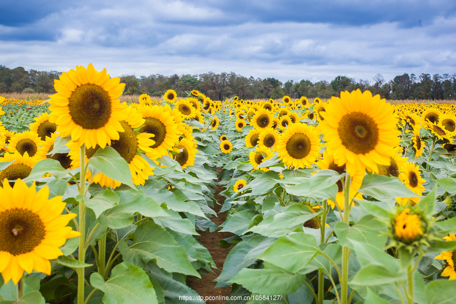 ũ(Holland Ridge Farms, NJ)Ӱȵ