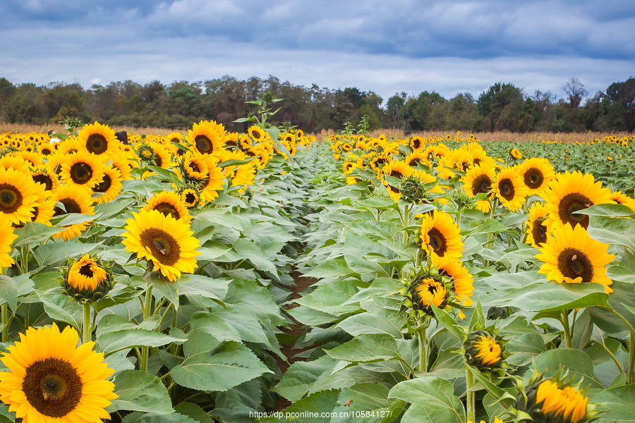 ũ(Holland Ridge Farms, NJ)Ӱȵ