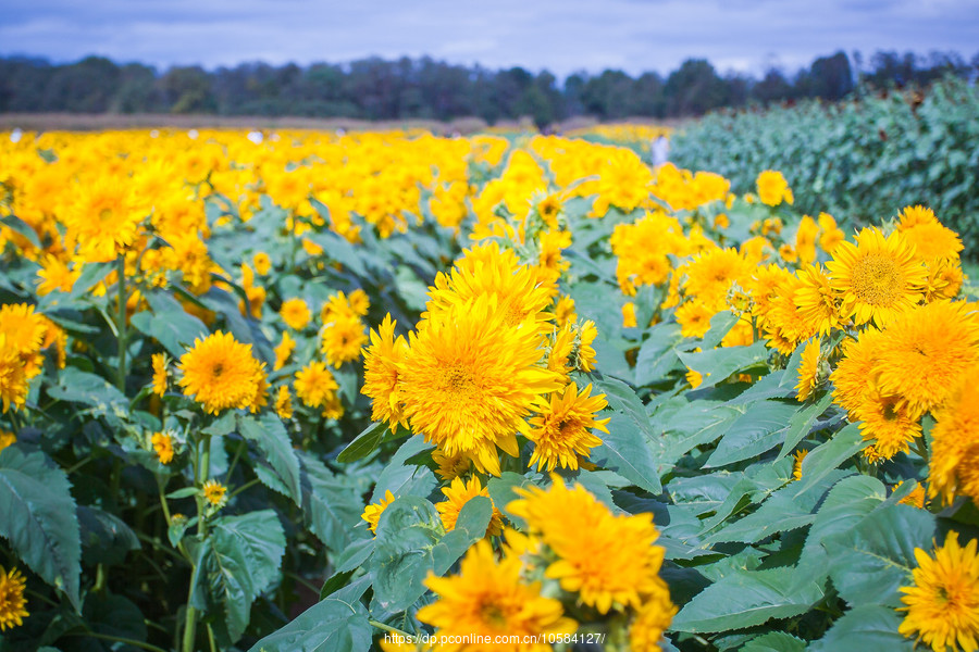 ũ(Holland Ridge Farms, NJ)Ӱȵ