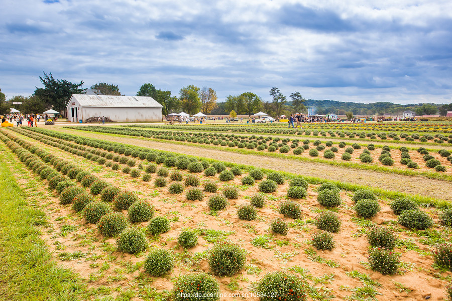 ũ(Holland Ridge Farms, NJ)Ӱȵ