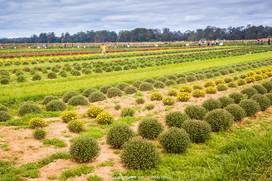 ũ(Holland Ridge Farms, NJ)Ӱȵ