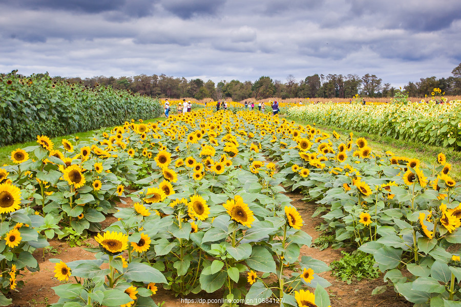 ũ(Holland Ridge Farms, NJ)Ӱȵ