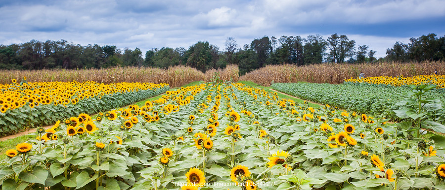 ũ(Holland Ridge Farms, NJ)Ƭտ