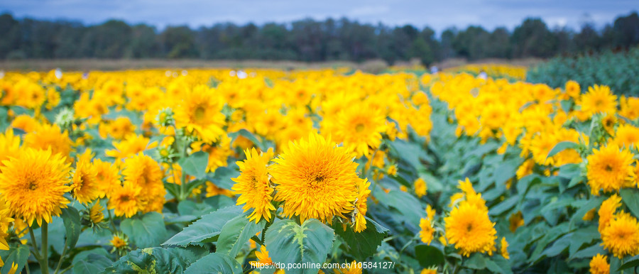 ũ(Holland Ridge Farms, NJ)Ƭտ