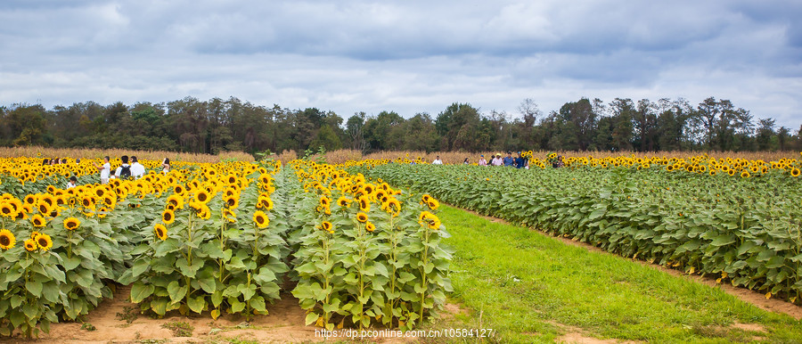 ũ(Holland Ridge Farms, NJ)Ƭտ