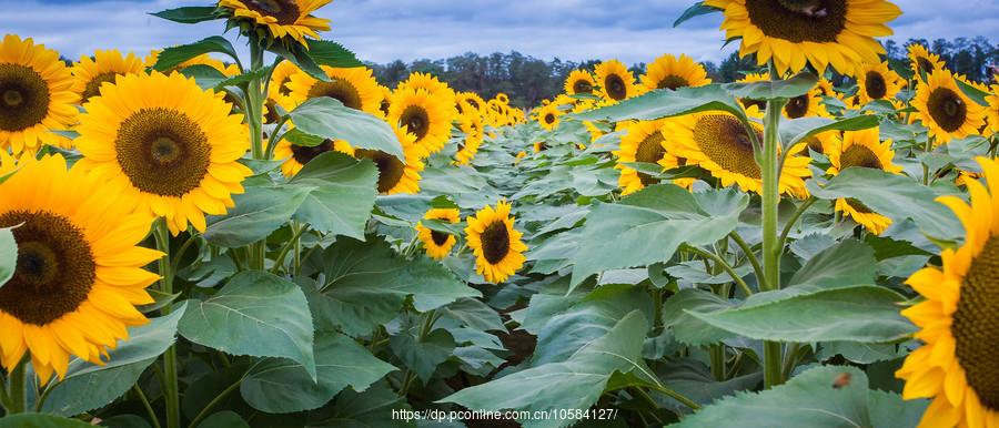 ũ(Holland Ridge Farms, NJ)Ƭտ