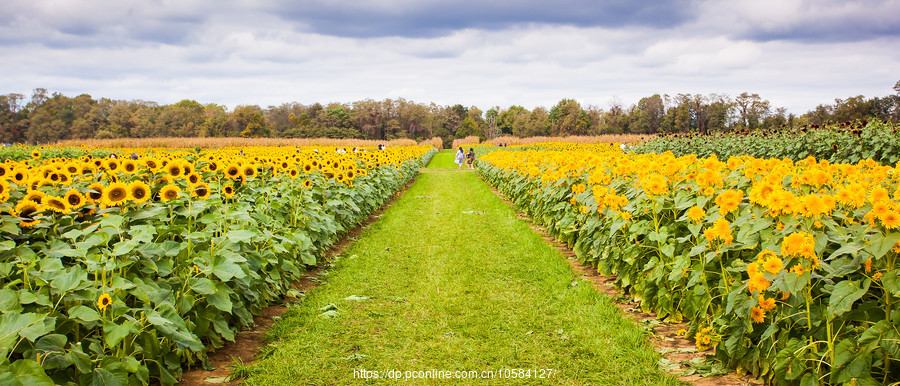 ũ(Holland Ridge Farms, NJ)Ƭտ