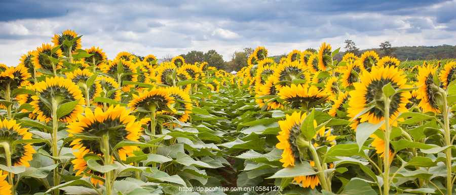 ũ(Holland Ridge Farms, NJ)Ƭտ