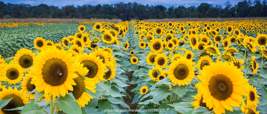 ũ(Holland Ridge Farms, NJ)Ƭտ