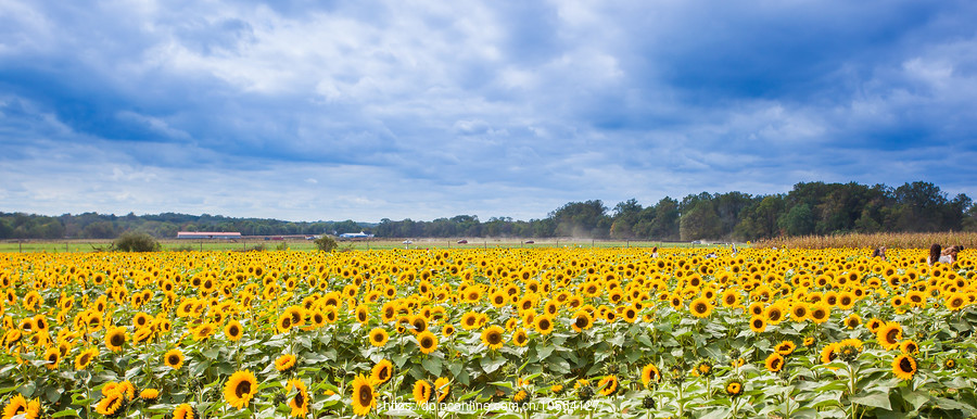 ũ(Holland Ridge Farms, NJ)Ƭտ