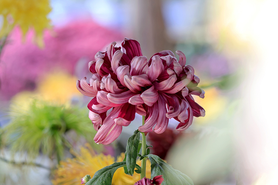 菊花花名场面图片