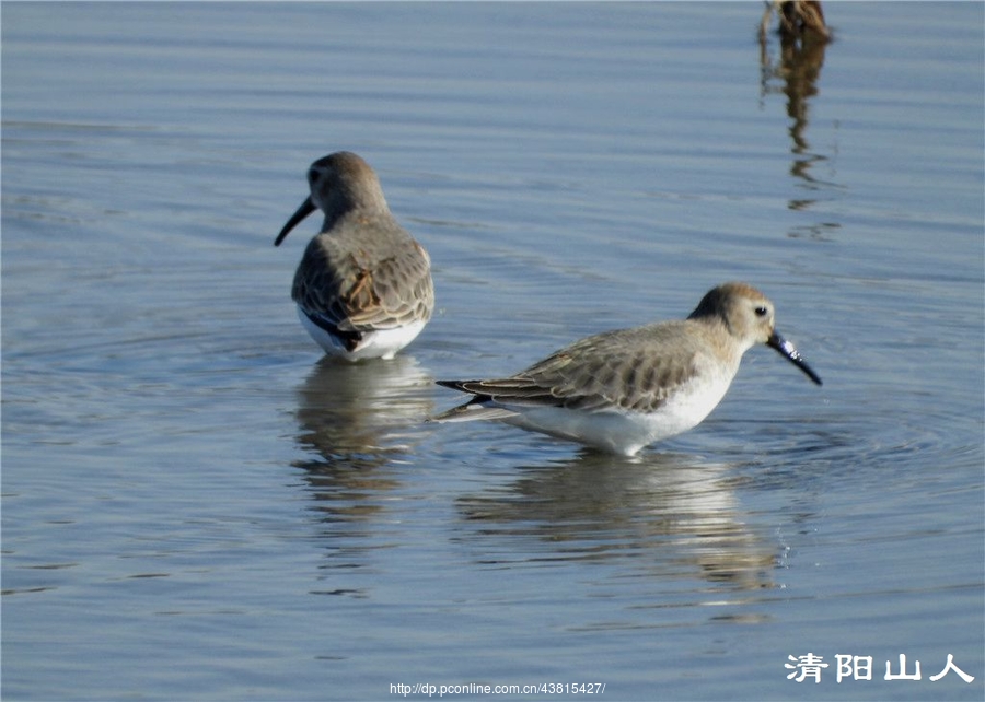 寶清縣風景家鄉水鳥2清陽山人