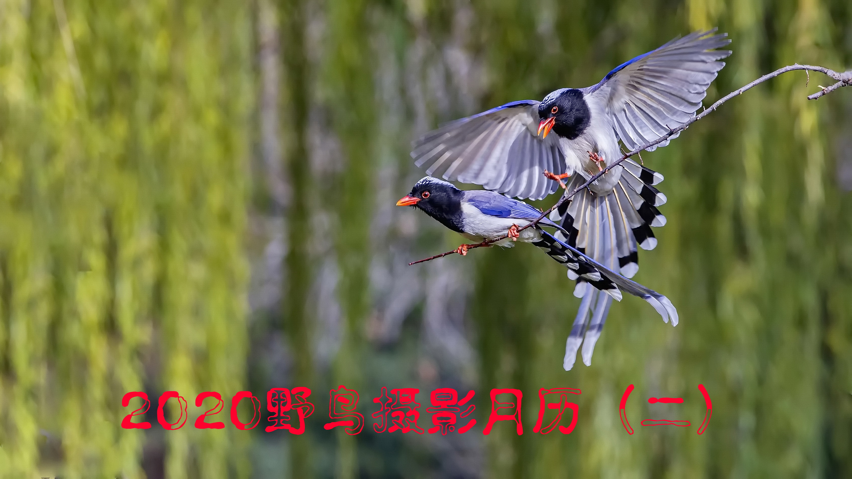 野生鸟类摄影_动物_太平洋科技