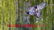2020野鸟摄影月历（二）