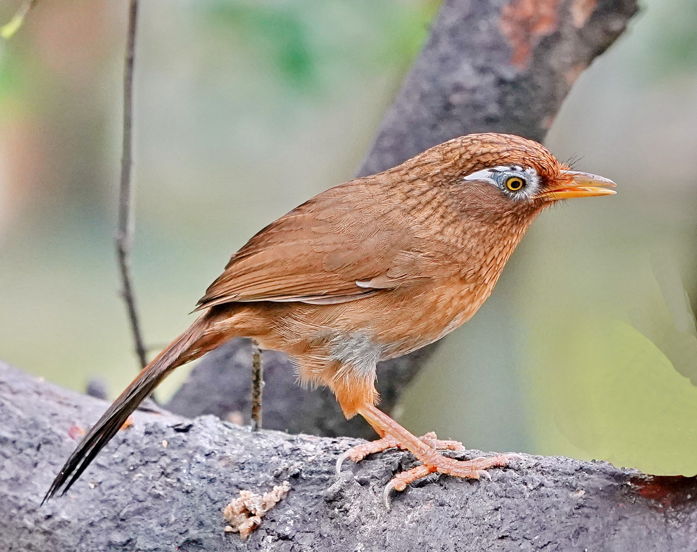 画眉鸟怎么分公母 从5个方面来分辨画眉鸟的雌雄|画眉|雌雄|毛片_新浪新闻