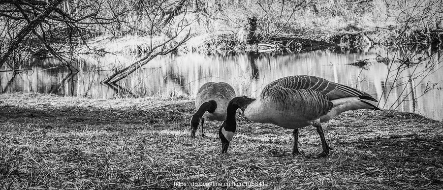 ׵˹԰(Ridley creek park)ѩؿѩ