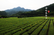 安化云台山风景区采茶攻略指南