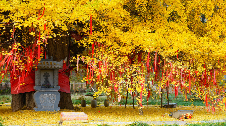 白鹿寺村图片