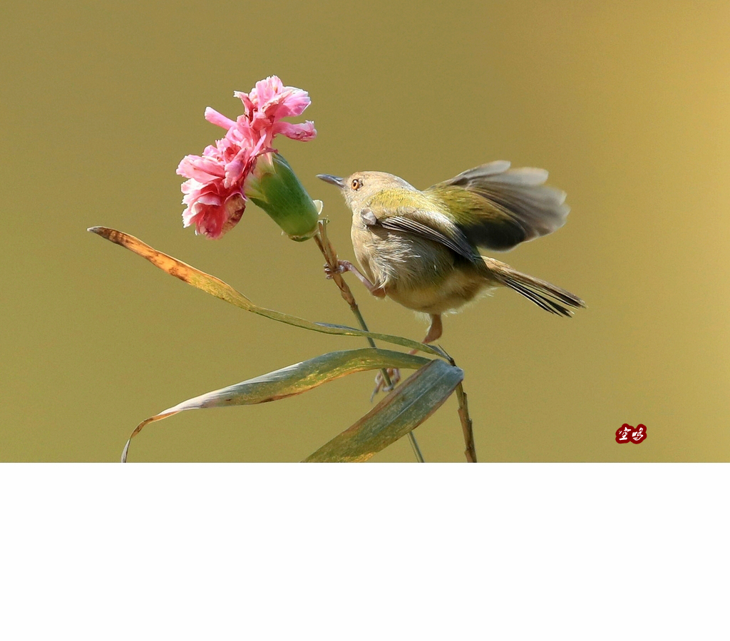 4K实拍春天小鸟在开满花的树上视频素材视频特效素材-千库网