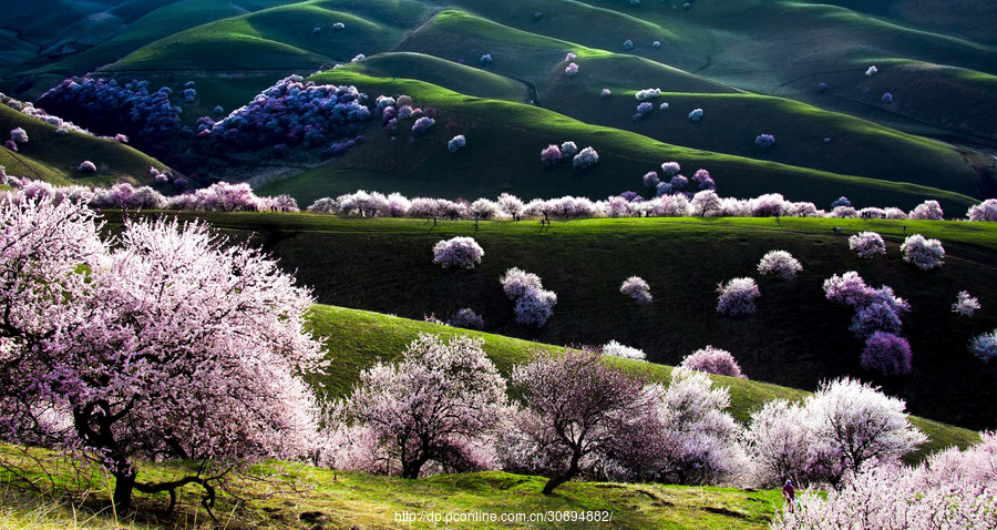 美如画！新疆杏花沟，满足了你对四月天所有的摄影幻想 ！