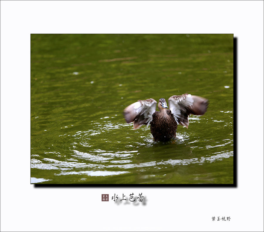 印缅斑嘴鸭---水上芭蕾