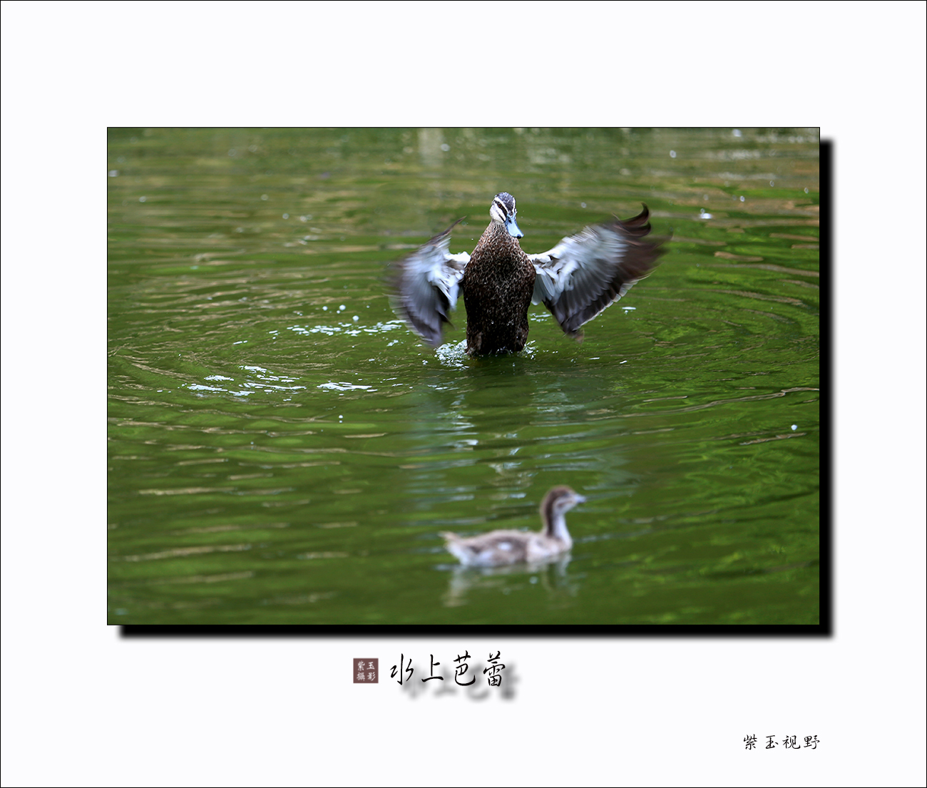 印缅斑嘴鸭---水上芭蕾