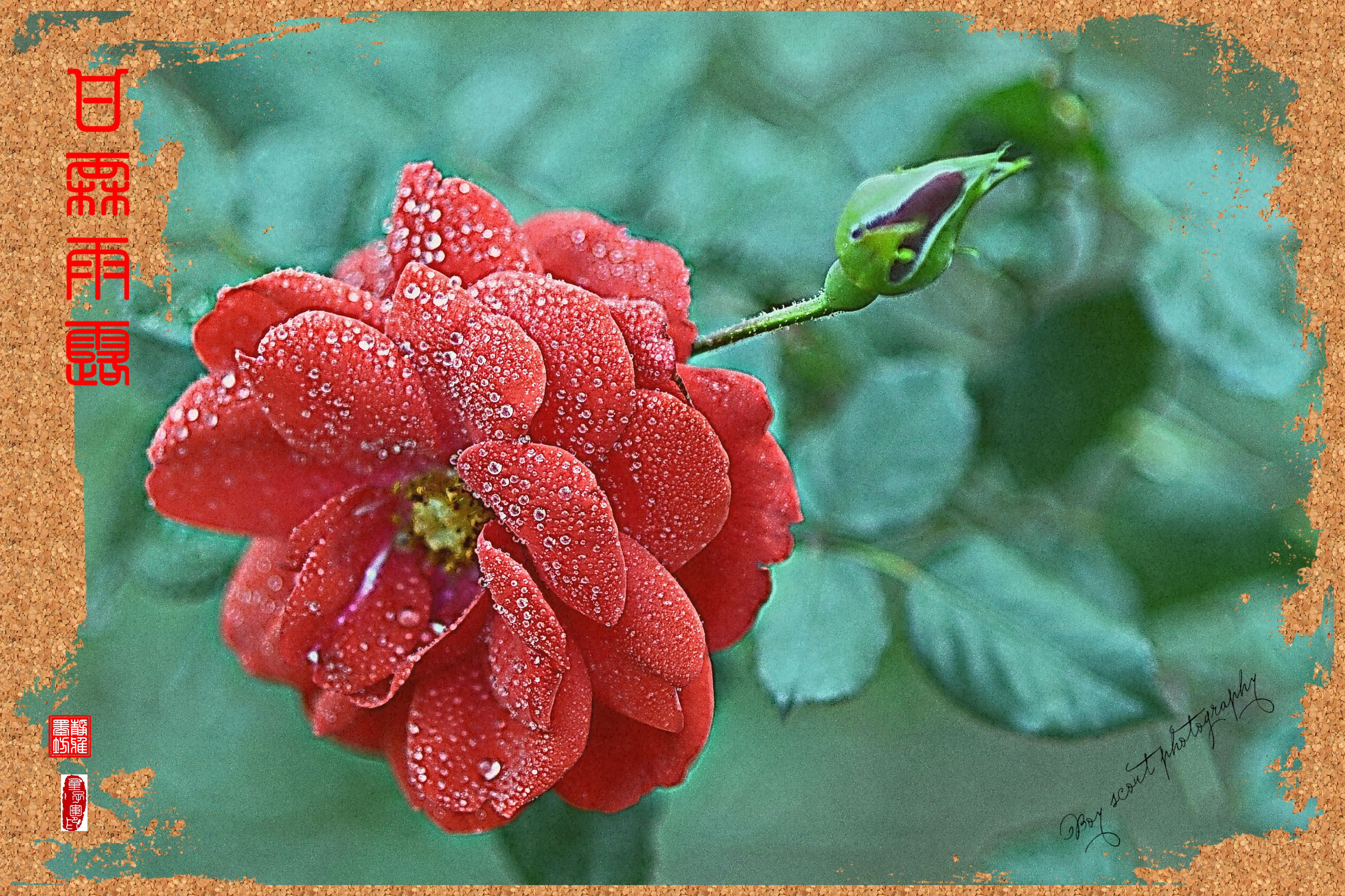 甘霖雨露洒玫瑰【雨露花润(2)