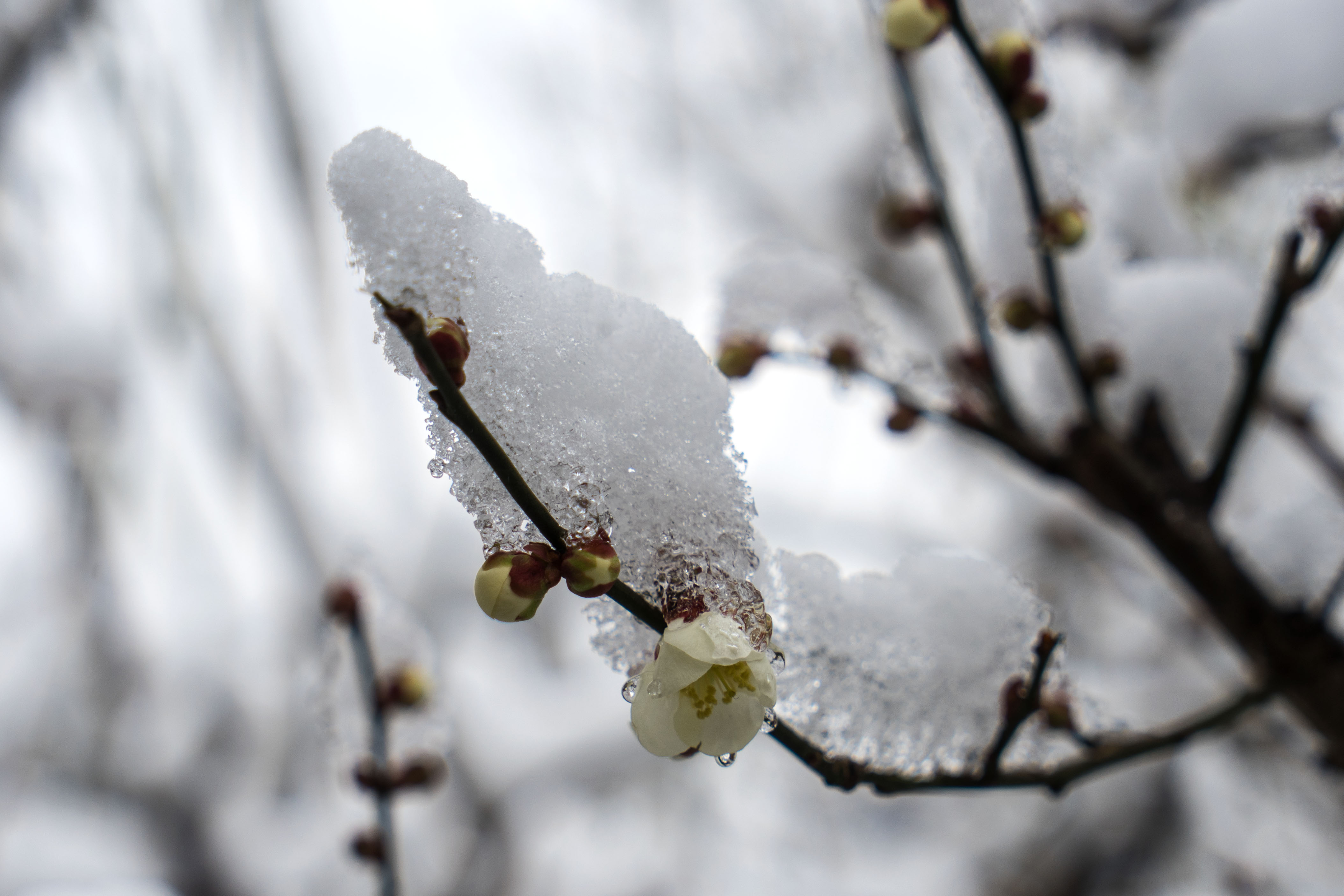 三月飞雪：一场瑞雪恍入冬|界面新闻 · 图片