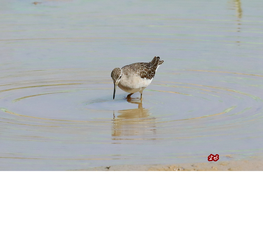 觅食