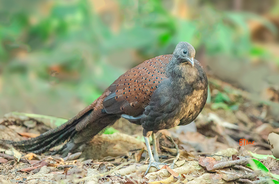 山孔雀雉