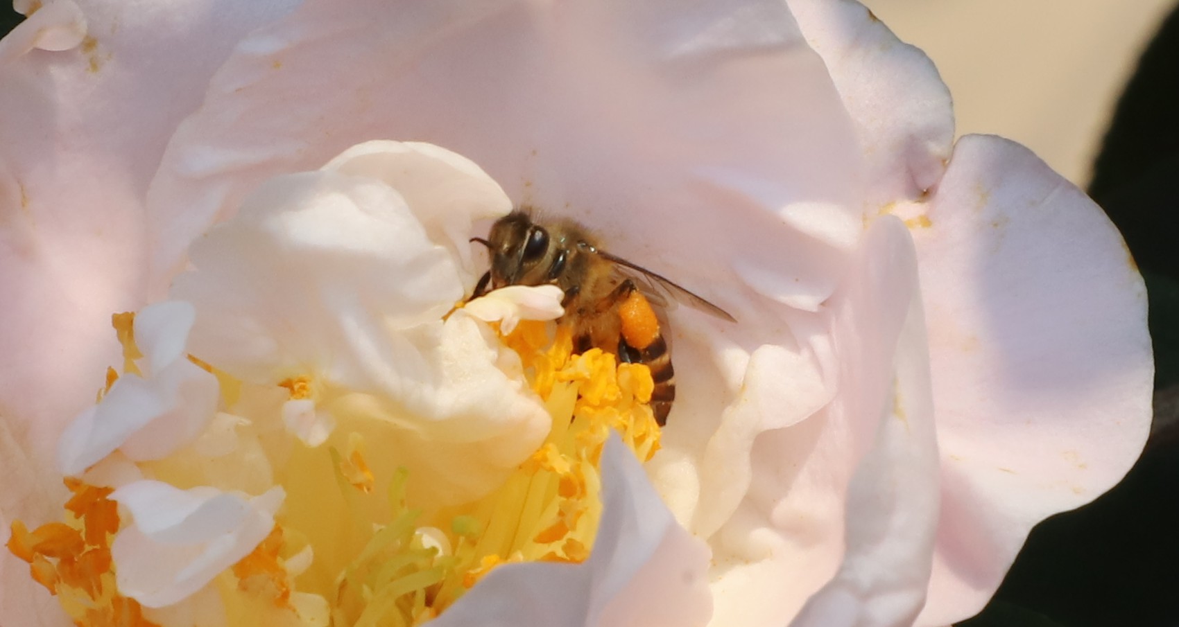 蜜蜂与茶花