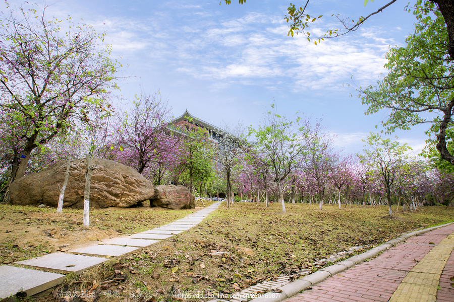 北京紫荆花园图片