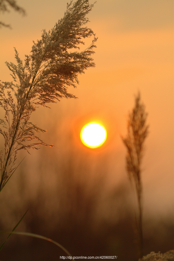 夕阳图片老根图片