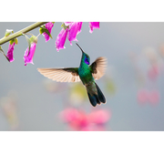 紫耳蜂鸟