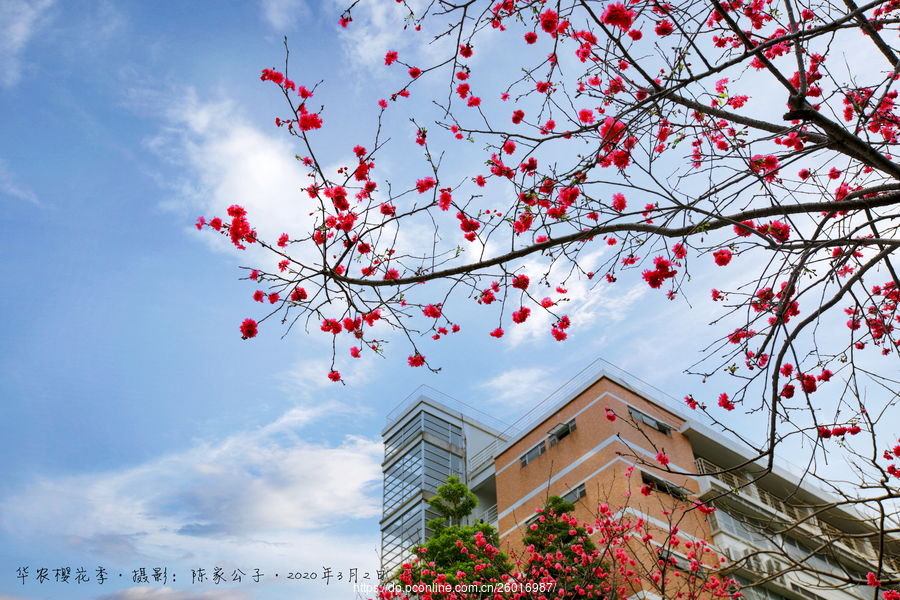 华南农业大学樱花花期图片