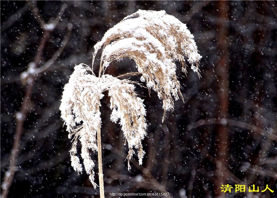 寶清縣風景【落雪】清陽山人