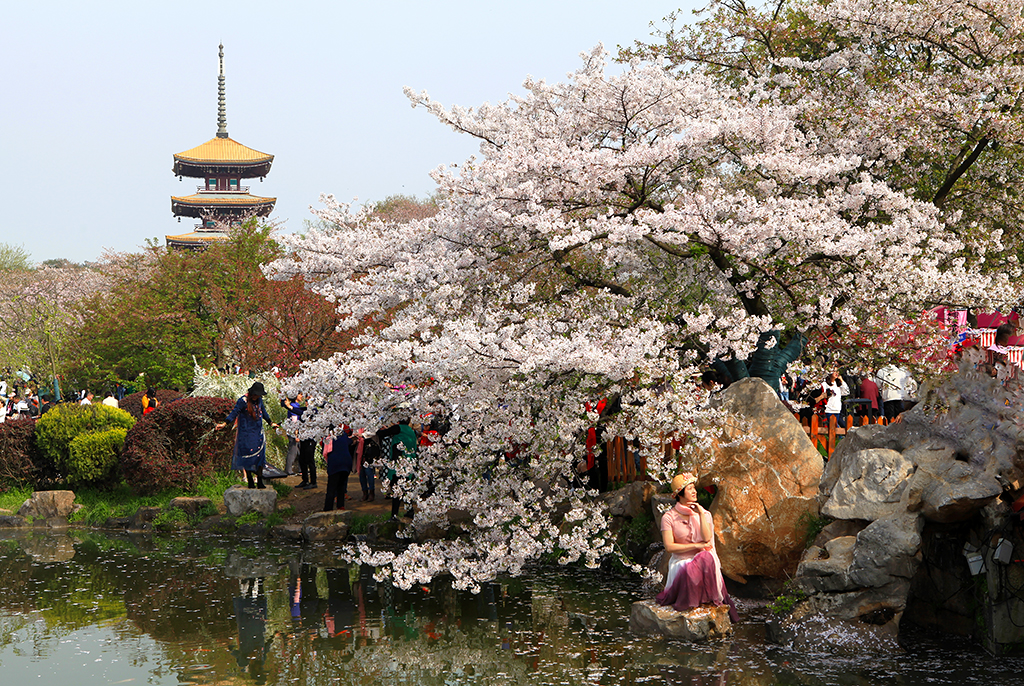 武汉东湖公园赏樱