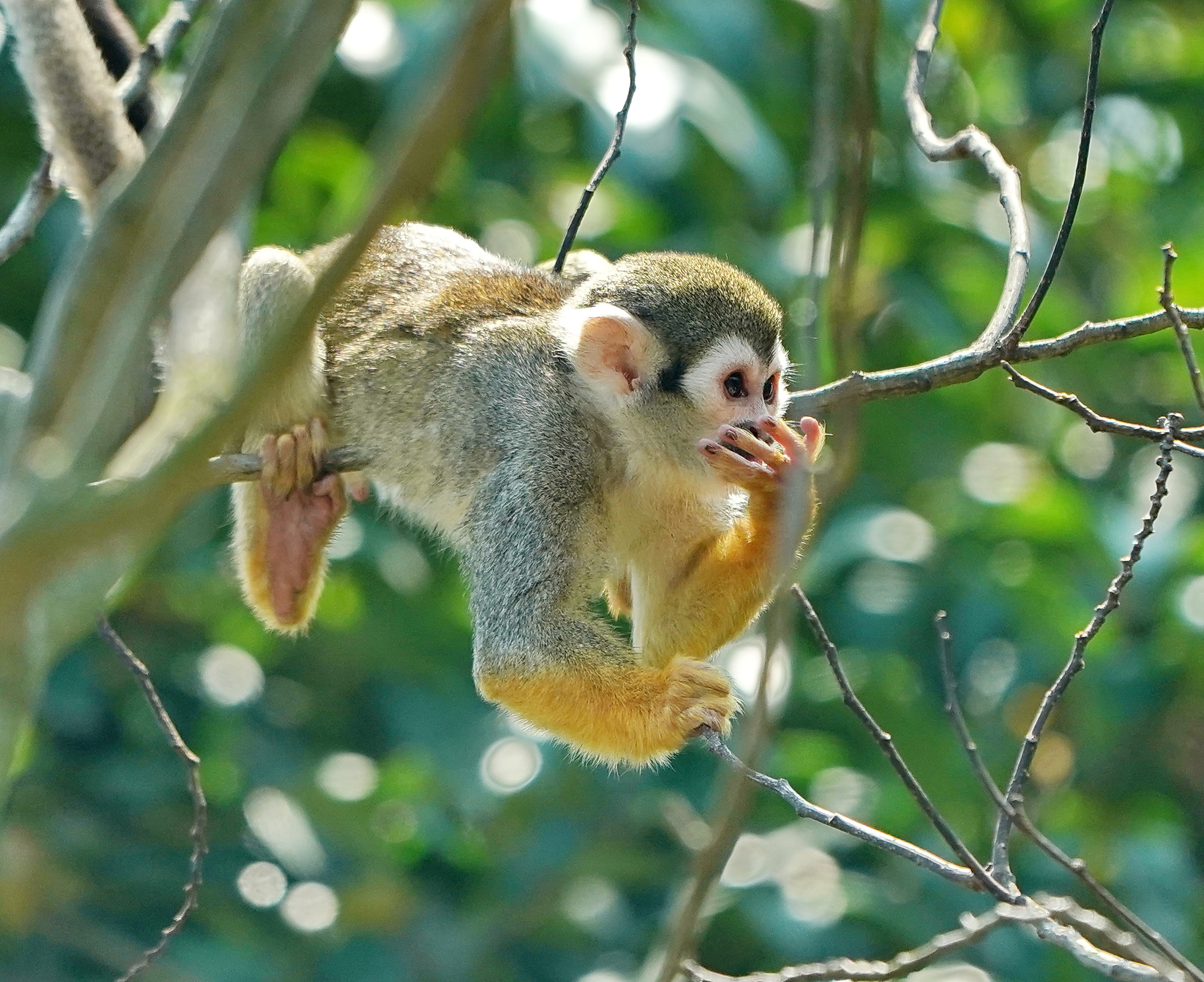 厄瓜多尔松鼠猴图片