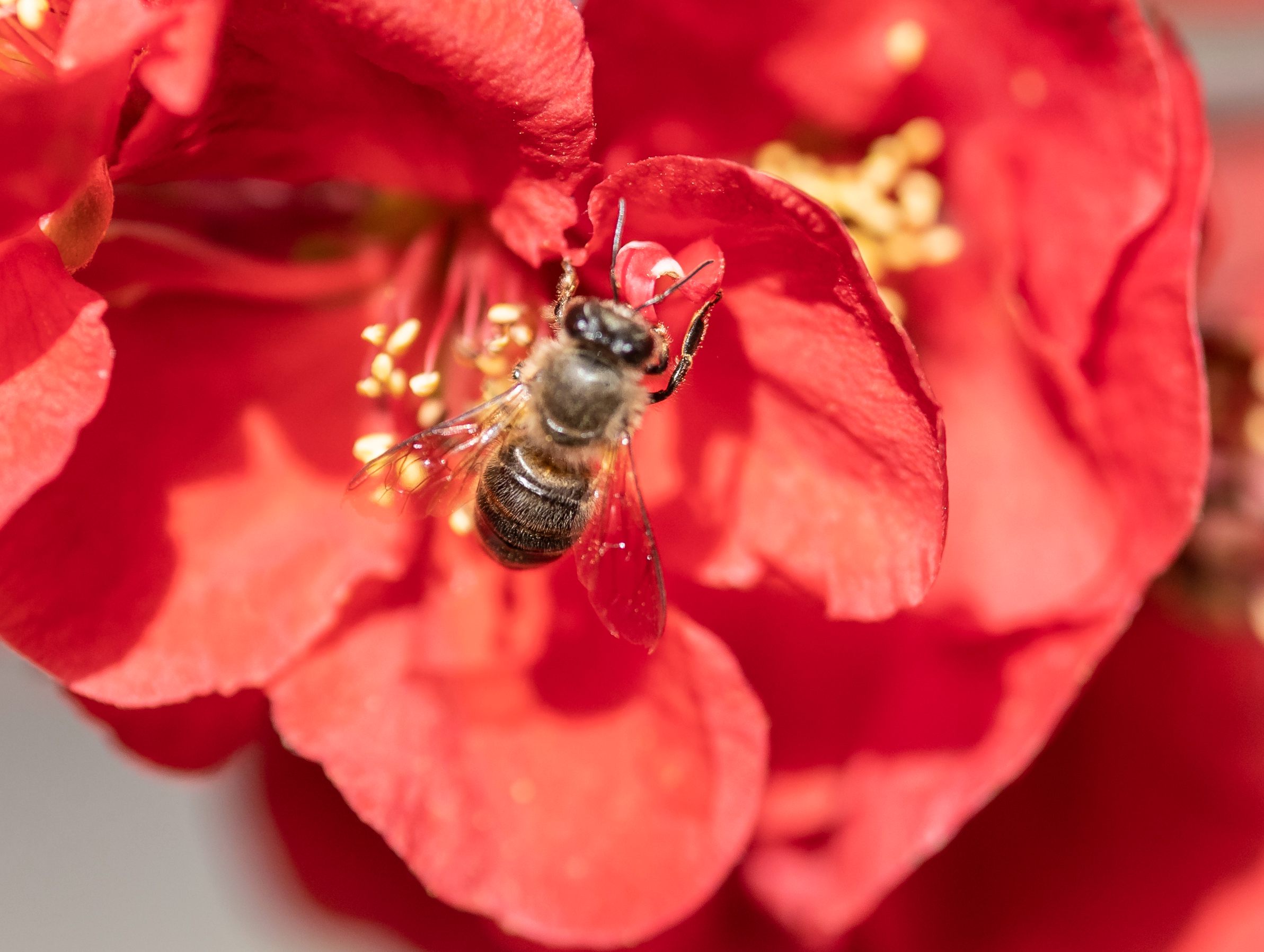 蜜蜂采蜜春天白山桃花蜜蜂公园采蜜绽放摄影图配图高清摄影大图-千库网