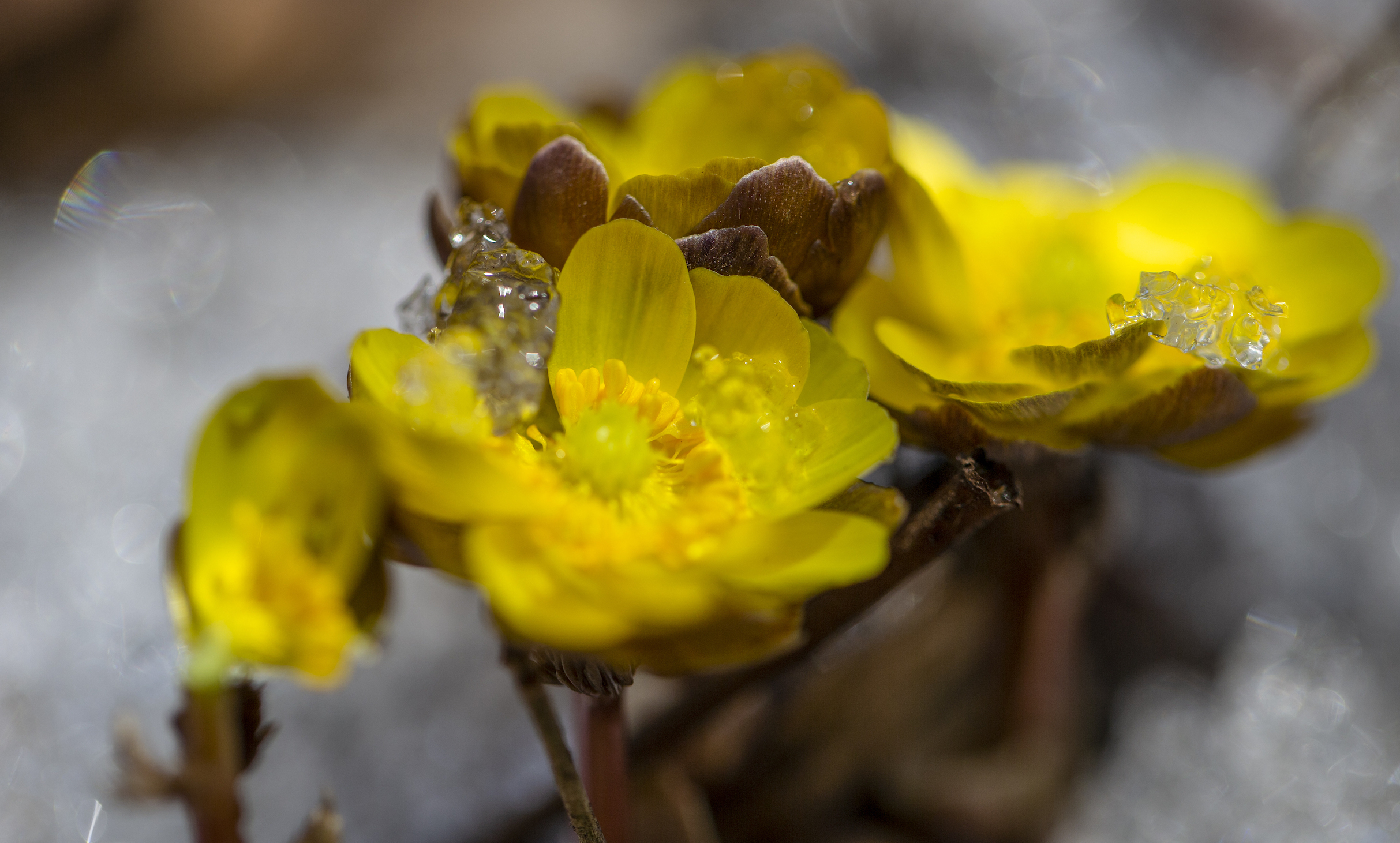 五棵松冰菱花图片