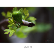 无花果